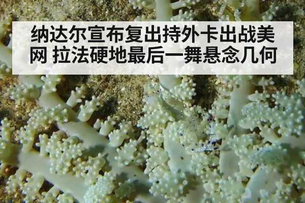 纳达尔宣布复出持外卡出战美网 拉法硬地最后一舞悬念几何